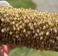 Frost — Sparkly  Sunburst Chain